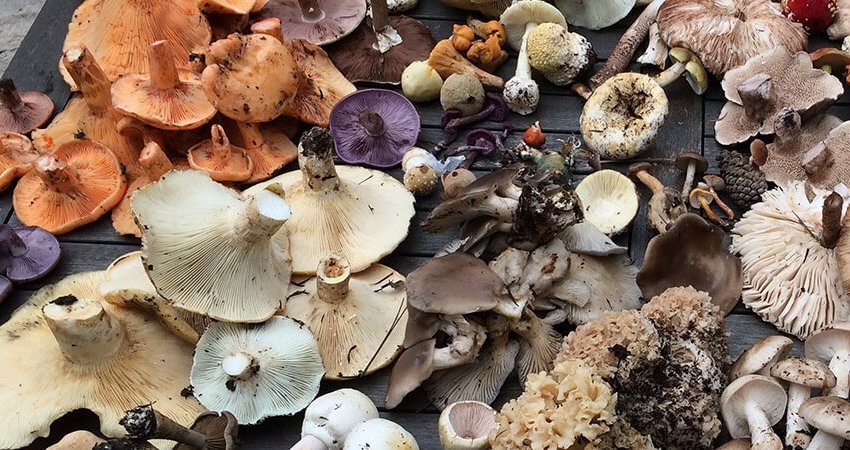 Tour Mushroom Festive , Kastamonu