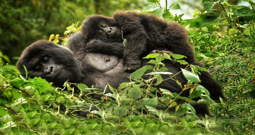Tour Uganda  II  Safari & Gorillas