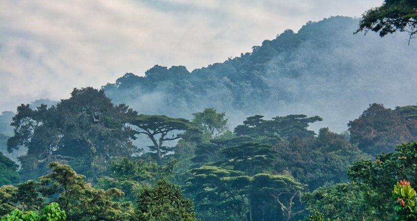 Tour Uganda  III  Safari & Gorillas
