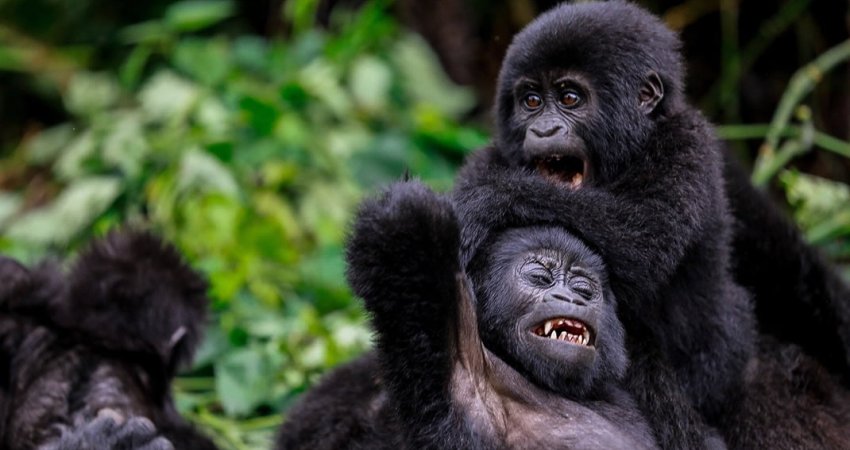 Tour Uganda   V  Safari & Gorillas