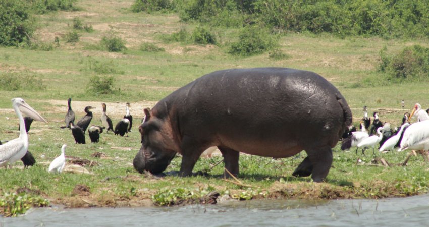 Tour Uganda   V  Safari & Gorillas