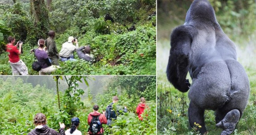 Tour Uganda   V  Safari & Gorillas