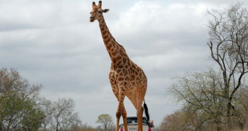 Tur Tanzanya Safari + Zanzibarda Yeni Yıl