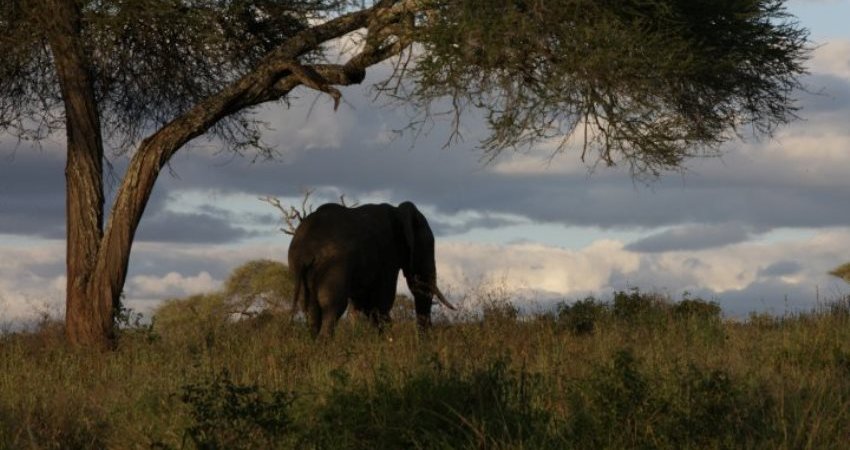 Tur Tanzanya Safari + Zanzibarda Yeni Yıl