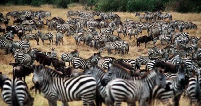 Tur Tanzanya Safari + Zanzibarda Yeni Yıl