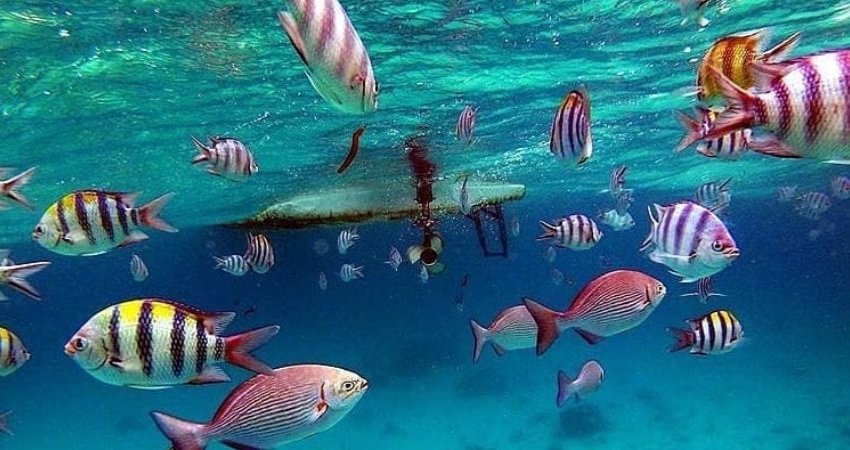 Tur Tanzanya Safari + Zanzibarda Yeni Yıl
