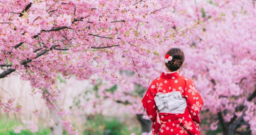 Tur Japonya ve Kore  Sakura