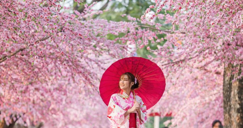 Tur Japonya ve Kore  Sakura